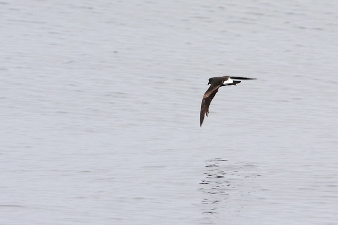 Leach's Storm-Petrel